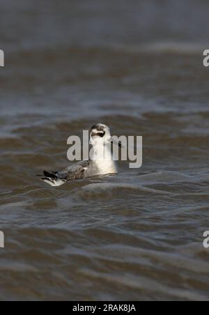 Phalarope gris (Phalaropus fulicarius) premier hiver en mer Waxham, Norfolk, Royaume-Uni. Octobre Banque D'Images