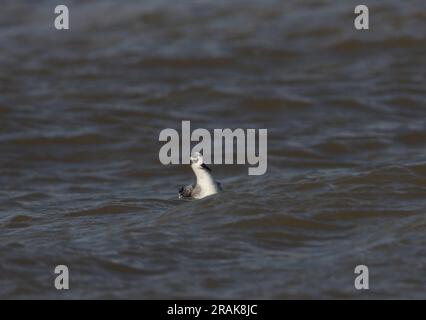 Phalarope gris (Phalaropus fulicarius) premier hiver en mer Waxham, Norfolk, Royaume-Uni. Octobre Banque D'Images