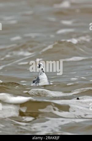 Phalarope gris (Phalaropus fulicarius) premier hiver en mer Waxham, Norfolk, Royaume-Uni. Octobre Banque D'Images