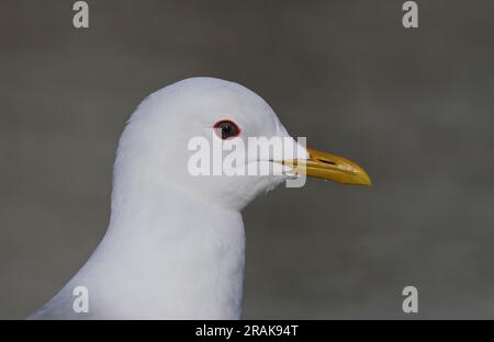 Tête de mouette commune, gros plan, côté Banque D'Images