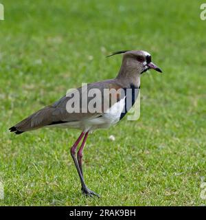 Vanneau du Sud (Vanellus chilensis), debout dans un champ herbeux, Bogota, Colombie. Banque D'Images