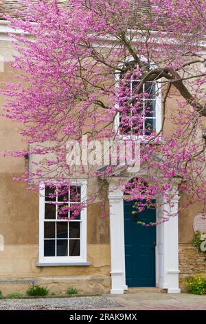 Judas Tree, Cercis siliquastrum, en fleurs dans le domaine du Thoresby College, King's Lynn, Angleterre Royaume-Uni Banque D'Images