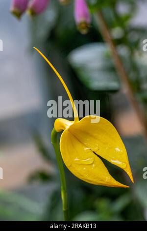 Masdevallia coccinea splendens, Orchidaceae. Banque D'Images