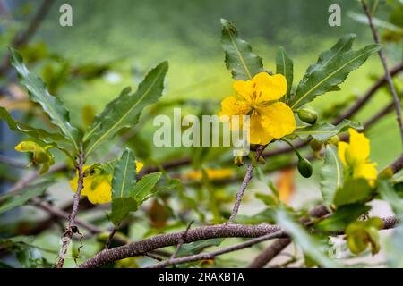 Plante de souris Mickey Mouse (ochna serrulata), Bird’s Eye Bush, Ochnacées Banque D'Images