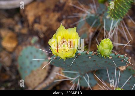 Poire pickly cactus (opuntia microdasys) aux fleurs dorées. Banque D'Images