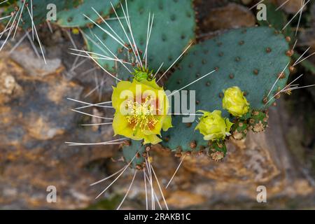 Poire pickly cactus (opuntia microdasys) aux fleurs dorées. Banque D'Images