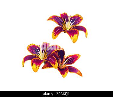 Un beau motif floral abstrait avec des fleurs et des feuilles colorées tendance. Fleurs fantaisie Banque D'Images