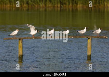 Mouette méditerranéenne Ichthyaetus melanocephalus, premier et deuxième été perchée à la poste, lac Radipole, Dorset, Royaume-Uni, juin Banque D'Images