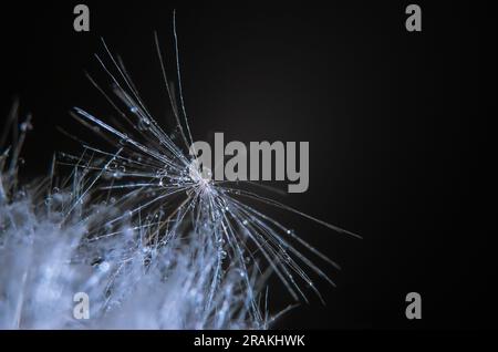 macro photo de graines de pissenlit avec des gouttes de rosée sur fond sombre. Elément graphique abstrait Banque D'Images