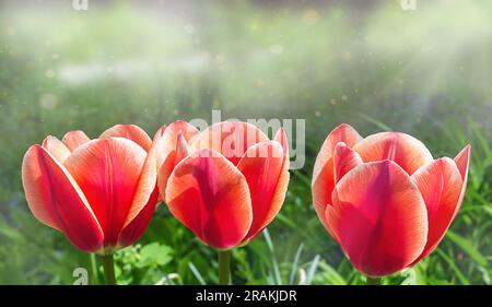 tulipes rouges sur fond d'herbe verte et de soleil Banque D'Images