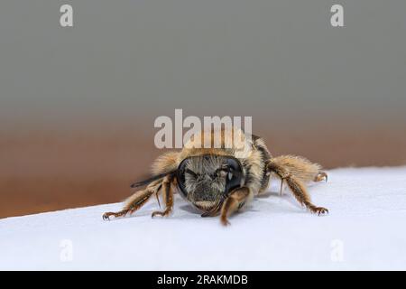 Vue de face abeille suçant le miel d'une surface Banque D'Images