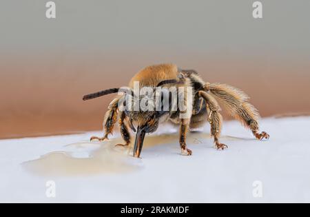 Vue de face abeille suçant le miel d'une surface Banque D'Images