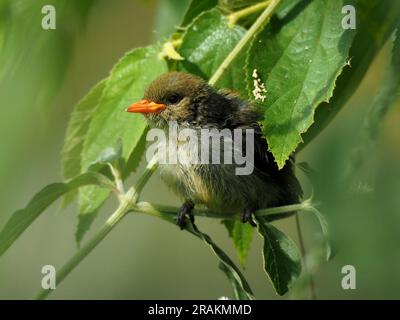 La version juvénile du pic-fleur à tête écarlate (Dicaeum trochileum) est une espèce d'oiseau endémique d'Indonésie. Banque D'Images