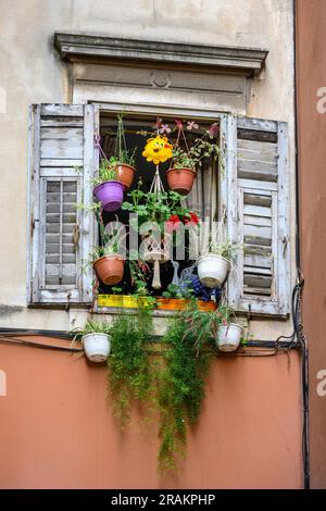 Pots de fleurs suspendus disposés dans une fenêtre dans la vieille ville médiévale de Split, à côté des murs du palais de Dioclétien, Split, Dalmatie, Croatie. Banque D'Images