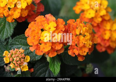 Gros plan d'une belle fleur de lantana orange et jaune, mise au point sélective, vue de dessus Banque D'Images