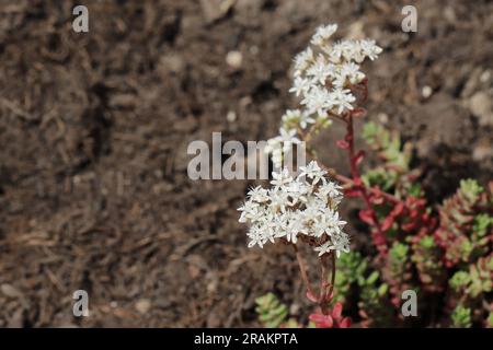 Gros plan des belles fleurs blanches d'une plante d'album de sedum sur un fond flou terreux, vue d'en haut, espace de copie Banque D'Images