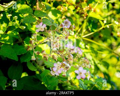 Foyer sélectif de fleurs de mûre rose et de mûres non mûres ( Bramble - Rubus ulmifolius) avec fond flou Banque D'Images