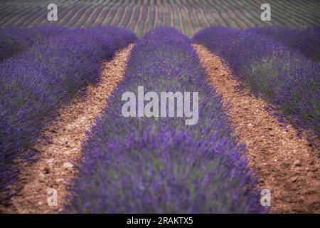 perspective de quelques rangées de fleurs de lavande avec un accent sélectif dans le centre, plantation et culture de lavande, culture de fleurs aromatiques Banque D'Images