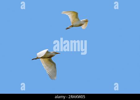 Deux aigrettes de bétail (Bubulcus ibis) en vol contre le ciel bleu Banque D'Images