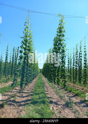 Champ de houblon, Arlanc, Puy-de-Dôme ; Auvergne, France Banque D'Images