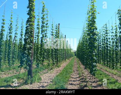 Champ de houblon, Arlanc, Puy-de-Dôme ; Auvergne, France Banque D'Images