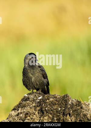 La taqure occidentale, Corvus monedula, également connue sous le nom de taqure eurasienne, la taqure européenne, ou tout simplement la taqure assise sur la mer Baltique Banque D'Images