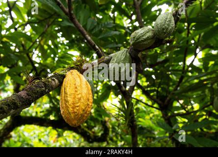 Gousse de fruits mûre et non mûre Arriba Nacional cacao (Theobroma cacao), Esmeraldas, Équateur. Banque D'Images