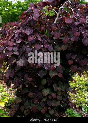 Gros plan des feuilles rouges de l'arbre de jardin pleureur cercis canadensis Rubis tombe Banque D'Images