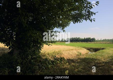 Arbres et une tranchée sèche dans un champ par une journée d'été ensoleillée dans la campagne italienne Banque D'Images