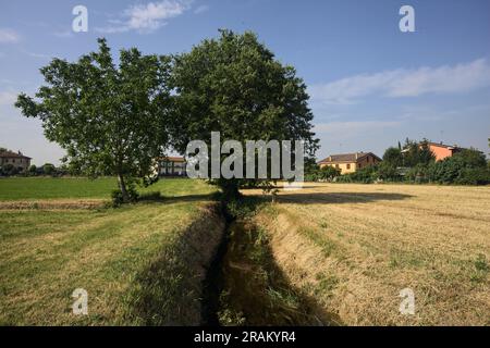 Arbres et une tranchée sèche dans un champ par une journée d'été ensoleillée dans la campagne italienne Banque D'Images