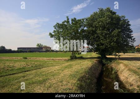 Arbres et une tranchée sèche dans un champ par une journée d'été ensoleillée dans la campagne italienne Banque D'Images