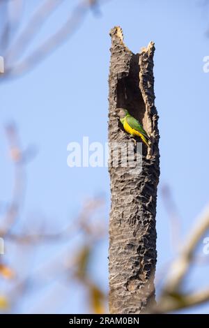 Perroquet sénégalais Poicephalus senegalus, adulte perché au site de nidification dans le palmier, Kubuneh, Brikama, Gambie, mars Banque D'Images