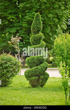 Arbre thuja coupé en forme de spirale dans le jardin. L'utilisation de plantes à feuilles persistantes dans l'aménagement paysager. Conifère Thuja taillé en forme de spirale Banque D'Images