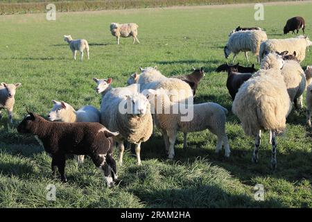 Moutons et agneaux dans un champ dans la soirée au début du printemps i le Royaume-Uni au début du printemps Banque D'Images