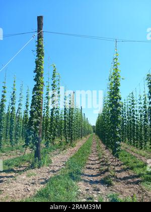 Champ de houblon, Arlanc, Puy-de-Dôme ; Auvergne, France Banque D'Images