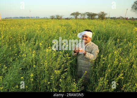 Jeune fermier indien heureux debout dans le champ de moutarde appréciant les profits agricoles. Il est heureux de bénéficier des cultures florissantes de moutarde. Banque D'Images