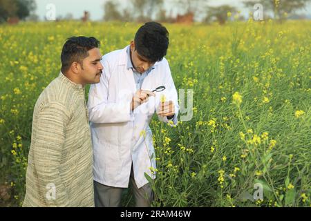 Médecin testant et examinant la qualité des cultures pour améliorer les avantages agricoles. Expert en cultures permettant aux agriculteurs de comprendre la qualité du sol. Banque D'Images