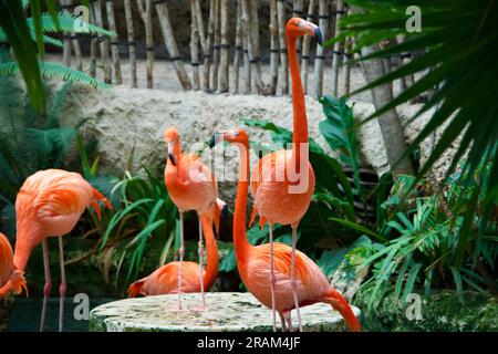 Troupeau de flamants roses dans un zoo Banque D'Images