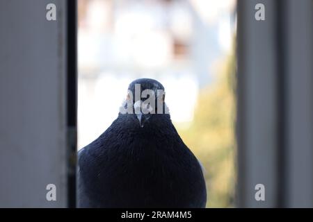 Portrait de pigeon sur la fenêtre, couleurs d'été Banque D'Images