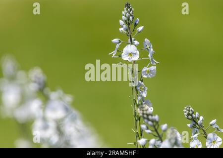 Gentiane speedwell (veronica gentianoides) fleurs en fleur Banque D'Images