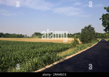 Sentier pavé à côté de champs cultivés sur le sommet d'un remblai en été dans la campagne italienne Banque D'Images