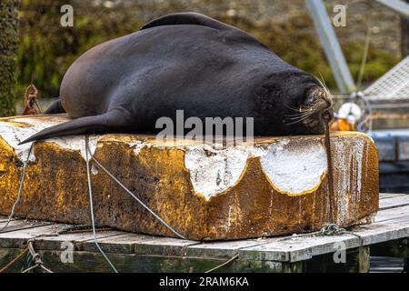 Otarie mâle de Californie (Zalophus californianus) sur un quai à Ucluelet, en Colombie-Britannique Banque D'Images