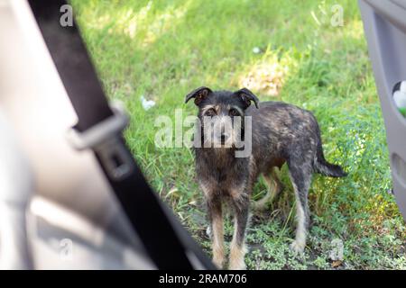 Un chien égaré noir demande de la nourriture aux passagers de la voiture. Animaux affamés. Banque D'Images