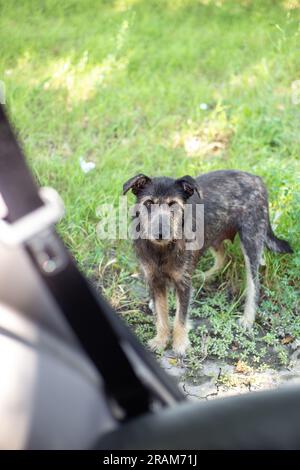 Un chien égaré noir demande de la nourriture aux passagers de la voiture. Animaux affamés. Banque D'Images