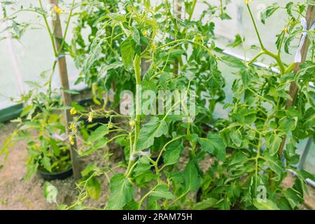 Floraison des concombres en serre. L'ovaire des concombres en été. Plantation de légumes Banque D'Images