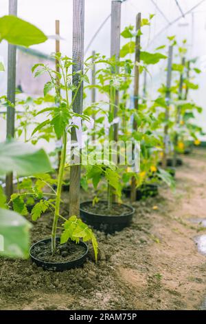 Floraison des concombres en serre. L'ovaire des concombres en été. Plantation de légumes Banque D'Images