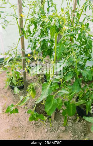 Floraison des concombres en serre. L'ovaire des concombres en été. Plantation de légumes Banque D'Images