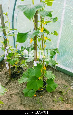 Floraison des concombres en serre. L'ovaire des concombres en été. Plantation de légumes Banque D'Images