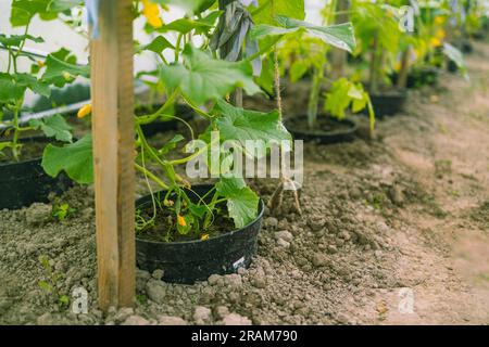 Floraison des concombres en serre. L'ovaire des concombres en été. Plantation de légumes Banque D'Images