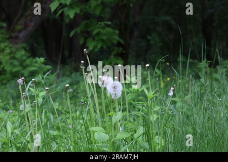 Crepis foetida dans la prairie d'été, fleurs pissenlit Banque D'Images